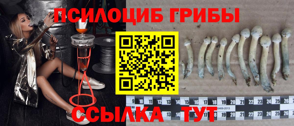 Псилоцибиновые грибы Psilocybe Кировск